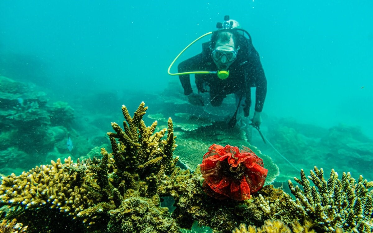 Hồ Cốc là một trong những địa điểm lặn ngắm san hô đẹp nhất ở Vũng Tàu. 